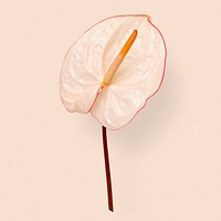 White anthurium leaf flower, botanical image psd