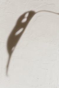 Shadow of leaf on off white background
