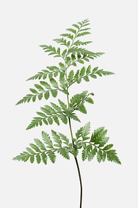 Green leatherleaf fern on off white background