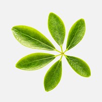 Fresh natural green Schefflera Arboricola on white background