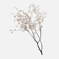 Dry flower branch on off white background