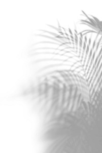 Shadow of palm leaves on off white background