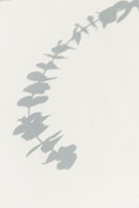 Shadow of leaves design element