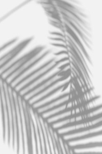 Shadow of palm leaves design element