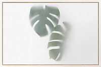 Monstera delicosa plant leaves shadow with golden frame