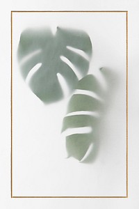 Monstera delicosa plant leaves shadow with golden frame