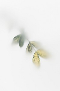 Blurred gold dust croton branch