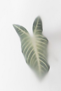 Blurred tropical Alocasia leaf on an off white background