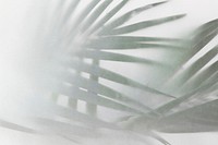 Blurred green palm leaves on off white background