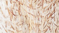 Dry brown and white grass flower background