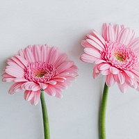 Light pink Gerbera daisy flowers on gray background