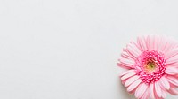 Single light pink Gerbera daisy flower on gray background