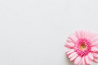Single light pink Gerbera daisy flower on gray background 