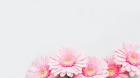 Light pink Gerbera daisy flowers on gray background 