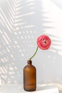 Pink ranunculus flower in a bottle vase 
