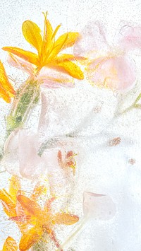Orange forsythia flowers background