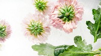 Pale pink chrysanthemum flowers with green leaves frozen in ice with air bubbles mobile phone wallpaper