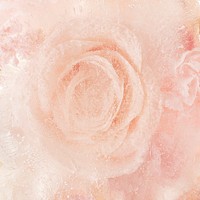 Pink blooming rose flower background