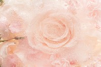 Pink blooming rose flower background