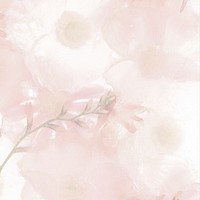 Pink blooming anemone flower background