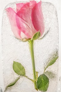 Pink rose flower frozen in ice