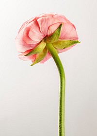 Blooming pink rose flower