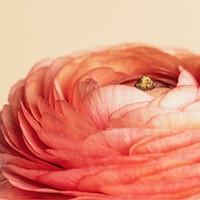 Orange buttercup flower with curves and layers macro shot