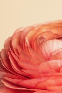 Orange buttercup flower with curves and layers macro shot