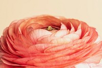 Orange buttercup flower with curves and layers macro shot