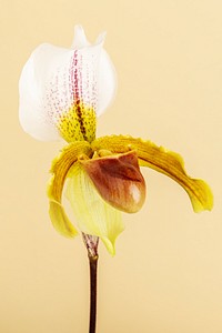 Close up of white Cymbidium Orchid on yellow background