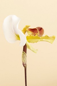 Close up of white Cymbidium Orchid on beige background
