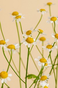 White daisy flowers on beige background