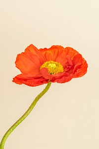 Close up of red poppy flower on beige background