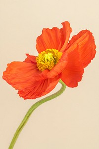 Close up of red poppy flower on beige background
