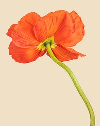 Close up of red poppy flower on beige background mockup