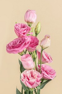 Bouquet of pink lisianthus flower
