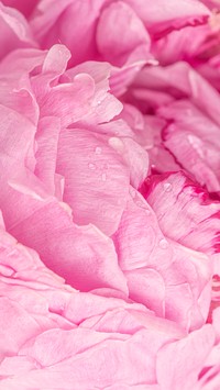 Pink peony petals macro photography background