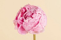 Pink peony flower with stem macro photography