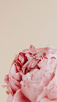 Flower iPhone wallpaper, beautiful aesthetic background