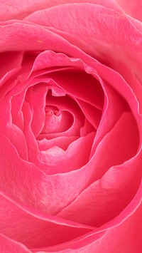 Vibrant pink rose petals macro photography mobile wallpaper
