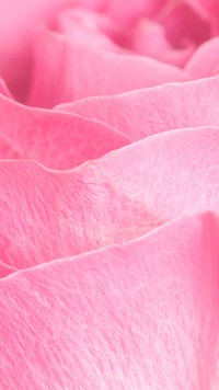 Pink rose petals macro photography background<br /> 