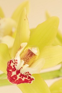 Green cymbidium orchid flower 