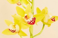 Close up of yellow Cymbidium Orchids on beige background