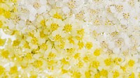 Yarrow flowers with air bubbles