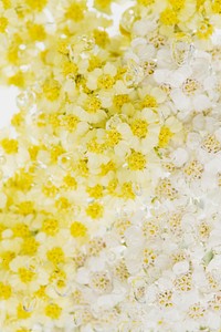 Yarrow flowers with air bubbles