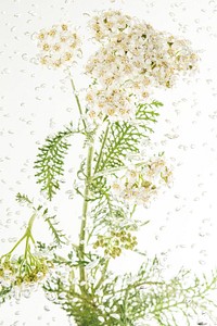 White yarrow flowers in water 