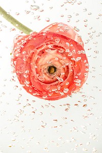 Bright buttercup flower in water covered with air bubbles