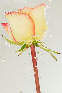 Rose flower with air bubbles 