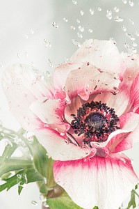 Droplets on an anemone flower