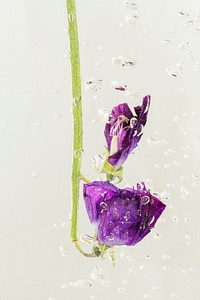 Blooming sweet pea flower with air bubbles